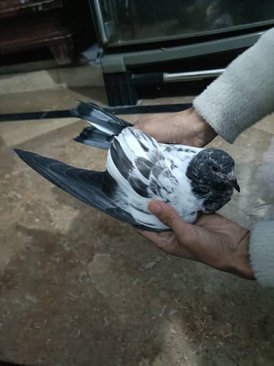 Salary teddy dub wala 2 bachy