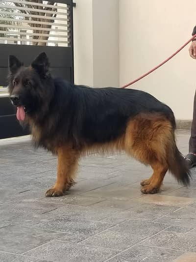 German shepherd female long coated
