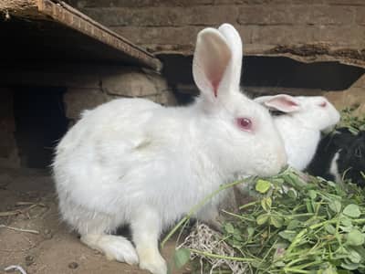 Rabbits for sale healthy rabbits pairs urgent sale