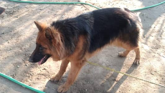 breed German shepherd female long coated