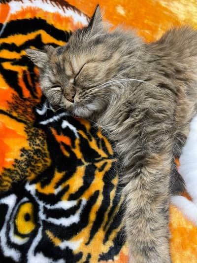 Persian Female cat