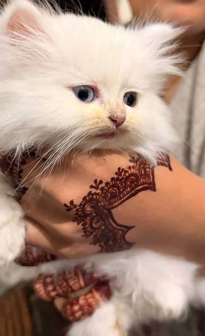 persian  kitten for sale