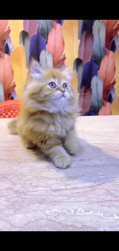 Persian kitten triple long coat and littler Trend/0331/7823482/