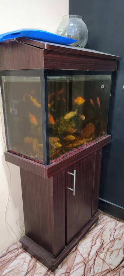 fish aquarium + 8 plus fear fishes + power big filter and all access