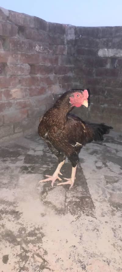 for sale breeder aseel murga healthy and active