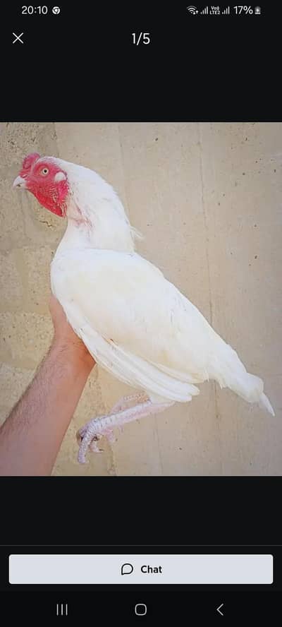 meya wali asel heera