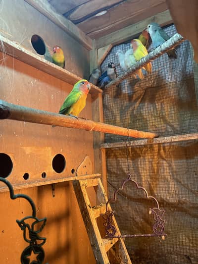 Sale Cage with breeder pair complete setup