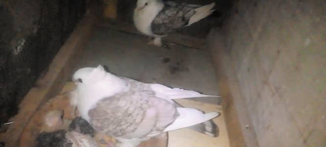 Gola koboter are available sell 0370 279 4087