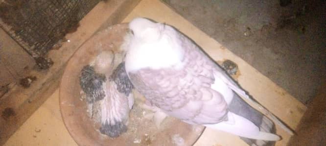 Gola koboter are available sell 0370 279 4087