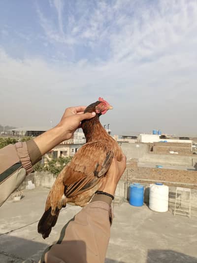 aseel/hen aseel/murgi aseel/murga aseel/choza aseel/chicks desi/hen