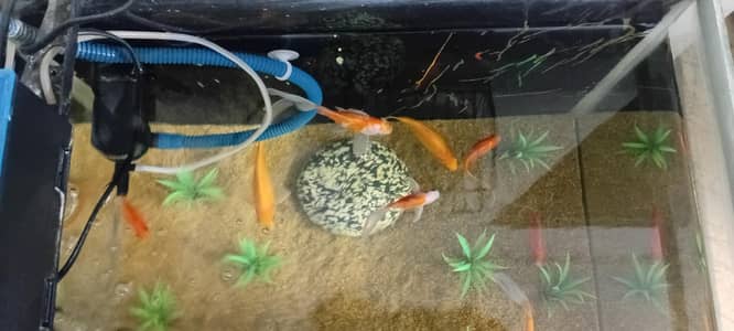 full aquarium setup without stand with fishes