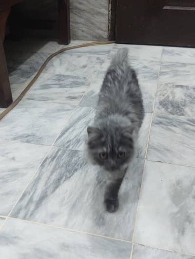Healthy Persian kitten