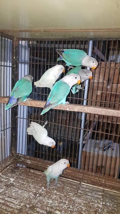 love bird 03447884589