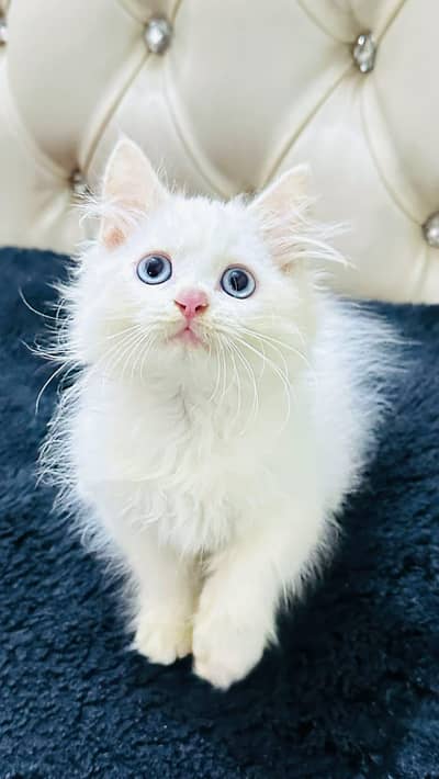 Persian cat triple quote 5 face mein later train