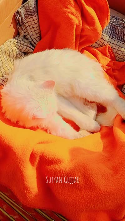 persian Cat | White Cat | Triple Coated Cat | Cat For Sale