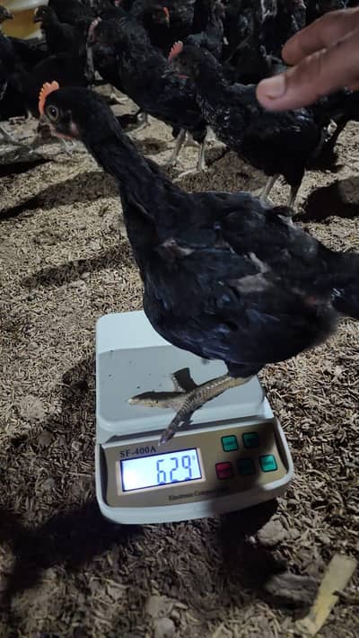 Australorp and RIR and Goldenmisri and lohman and all fancy chick's