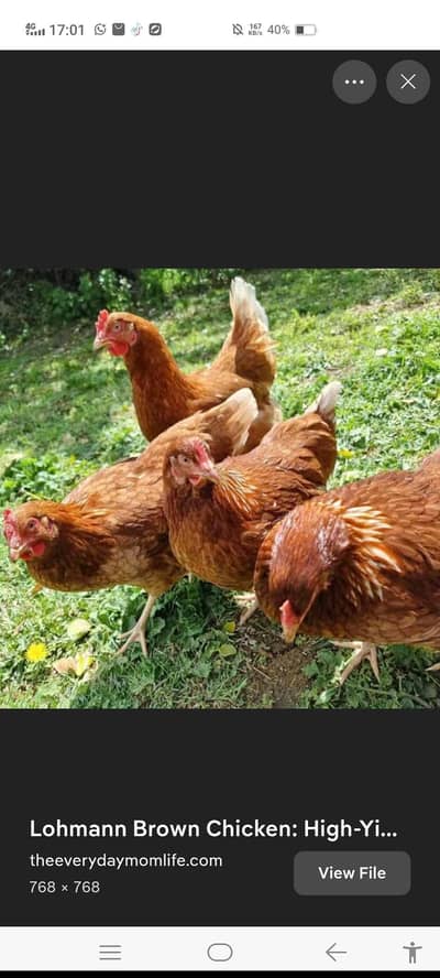 Australorp and RIR and Goldenmisri and lohman and all fancy chick's