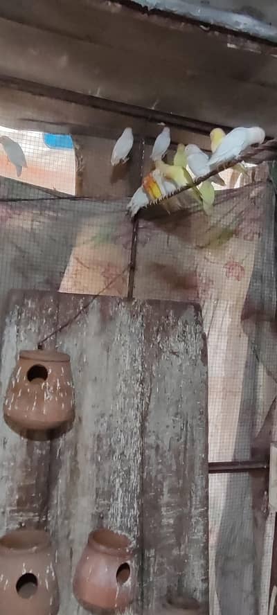 cremino albino daceino for sale healthy active 20 pieces available