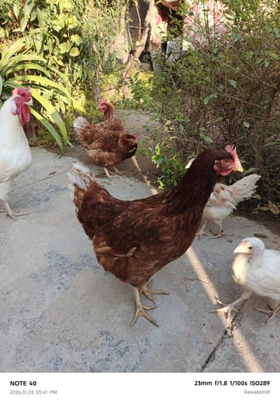 Lohman Brown Hens For Sale