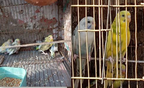 Bugies Perot ka 1 pair with 4  chiks for sale. .