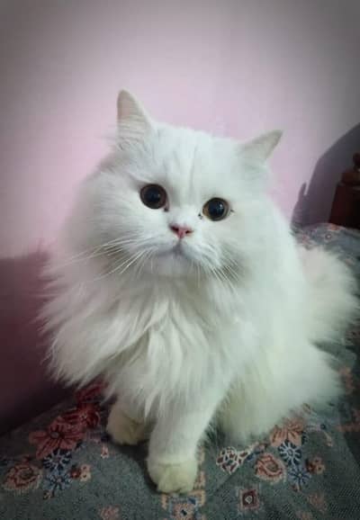 Punch face persian cat pair