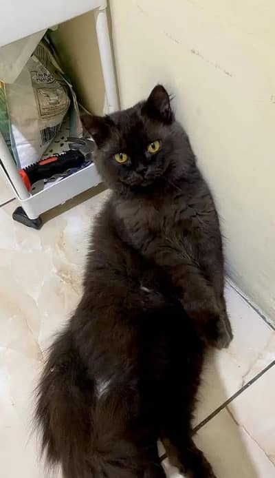 persian healthy cat for sale