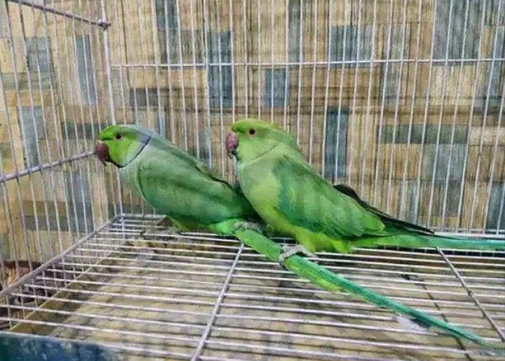 Raw setup and ringneck 0