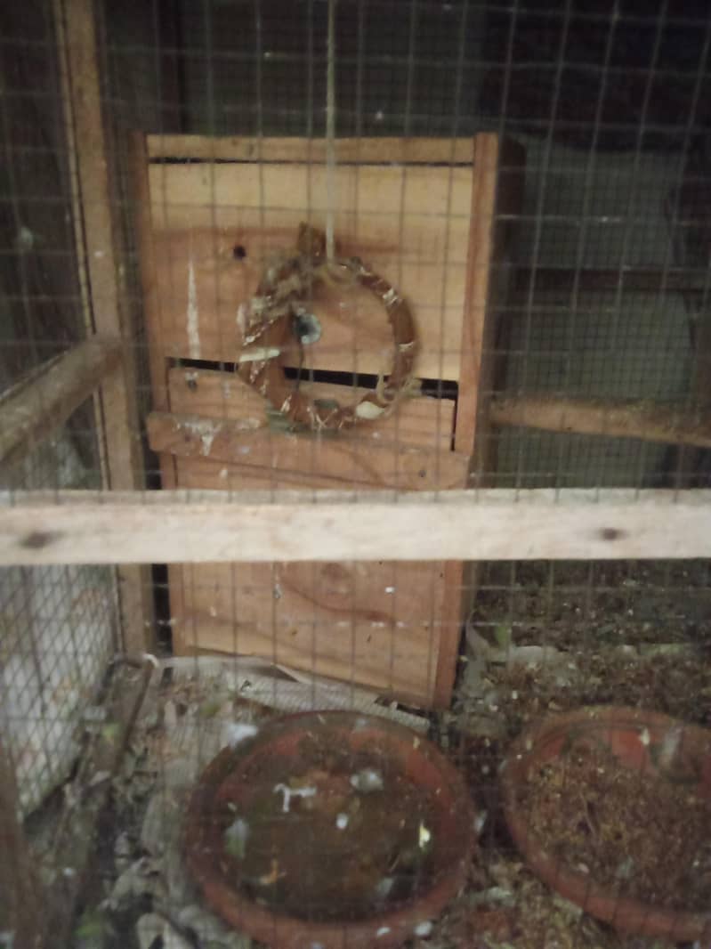 Raw setup and ringneck 3