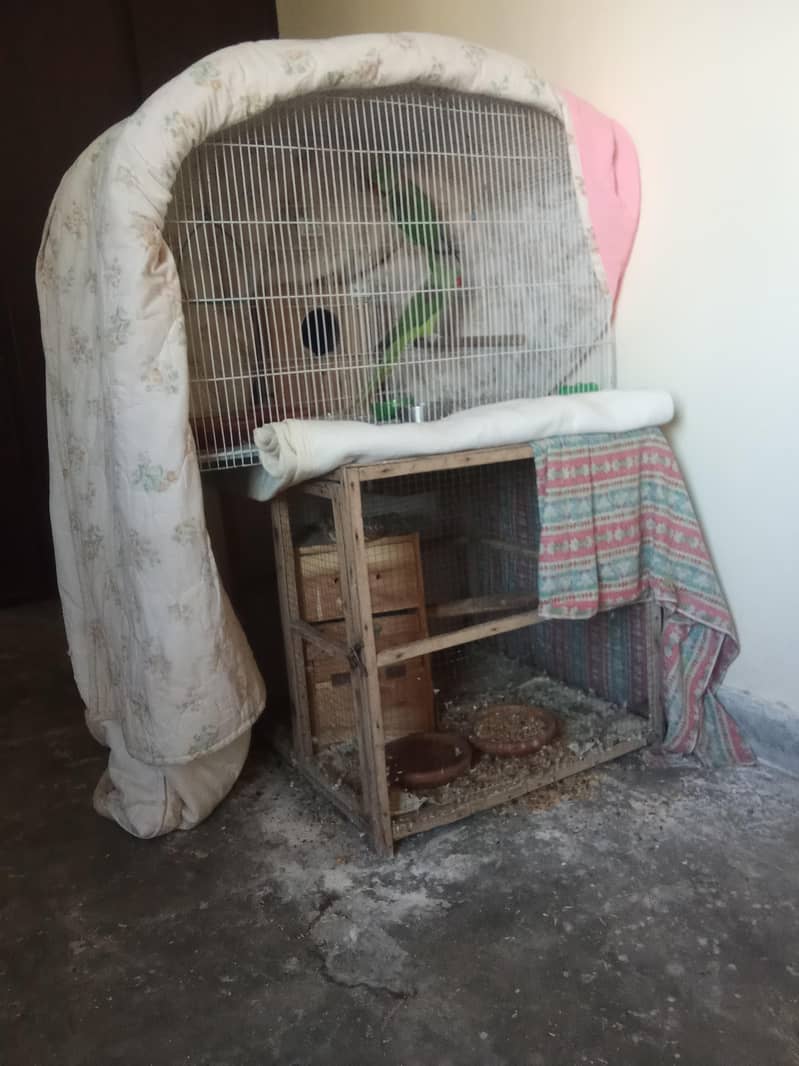 Raw setup and ringneck 4