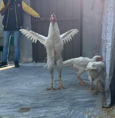 Pure Paper White O Shamo Trio Set &And&  PURE Thailand Bread Set