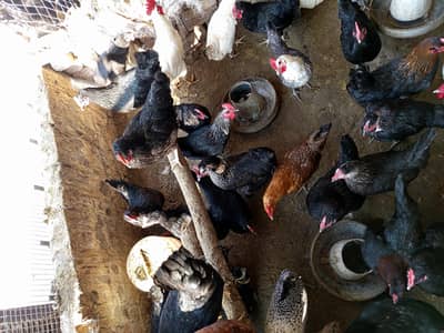 Australorp / Fayoumi / Aseel desi
