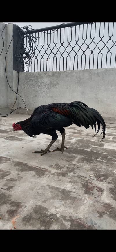 Thai panis pokoya ( patha)