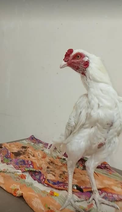 Heera aseel male for sale 03094307276