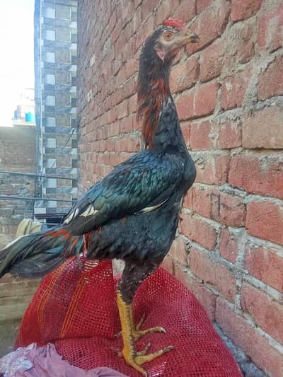 Aseel Murgha Murghi pair