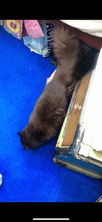 Triple coat persian cats pair