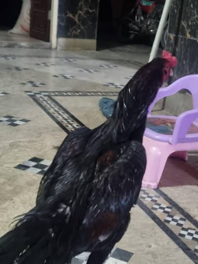 aseal murga mianwali chucki wala ha breeder murga ha