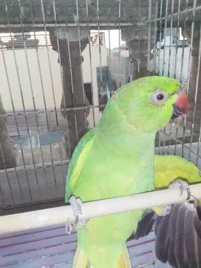 GREEN PARROT