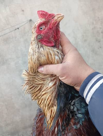 aseel breedar purmoze murga