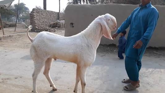 qurbani lagne wala Gulabi Bakra for sale/ +03102718718