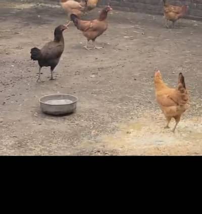 Desi Hens