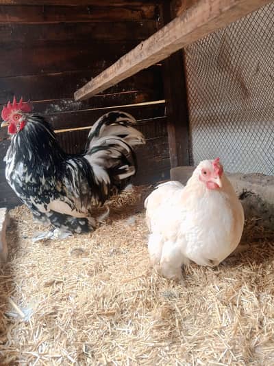 egg  dy rhi h Nokia mobile 150 for sale