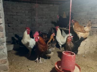 Active healty egg laying hens 19