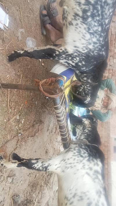 2 bakra dasi maki chania dano kasii