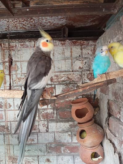 cocktail meal for sale. . . . . WhatsApp no. 0347.1521806