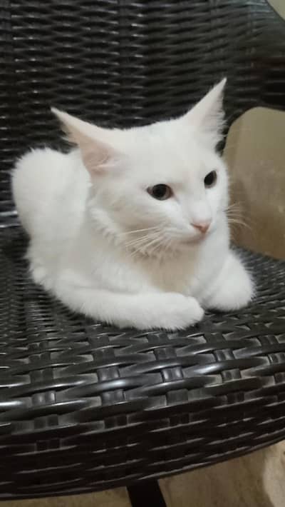 8 Months old cute kitten