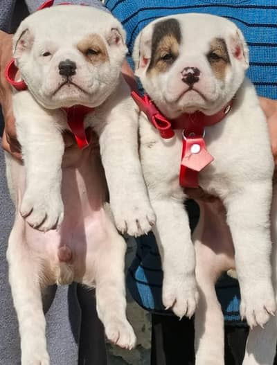 alabai | king alabai | Central Asian Shepherd | alabai puppies pair