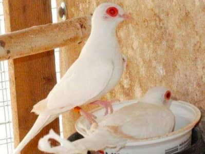 Snow White Dove /Doves For Sale /Qumri /Fakhta /All kind of Doves