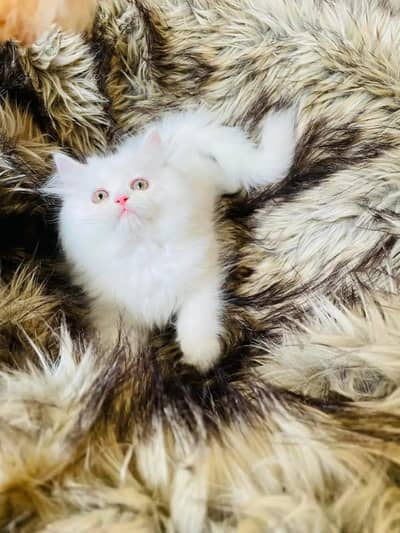 Persian cat for sale my WhatsApp number  0324-12-95-120