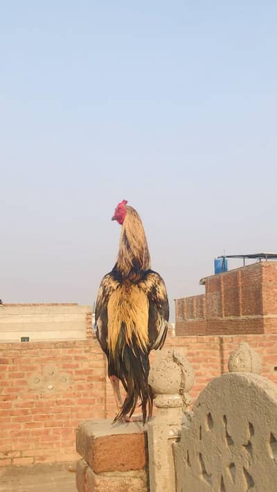 jawa murga full healthy or active