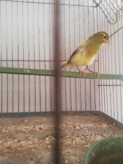 ablak Canary male full start